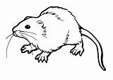 Szczur Kleurplaten Kolorowanki Bestcoloringpagesforkids Afdrukbare Ratos sketch template