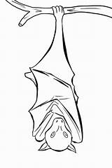 Bat Coloring Sleeping Upside Down Bats Pages Drawing Template Clipart Twins Fruit Minnesota Hanging Color Printable Getcolorings Print Getdrawings Size sketch template