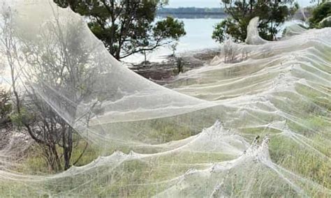 gaze   spider web carpets sweeping  victoria