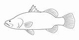 Barramundi Colouring Pages Google Coloring Search Visit sketch template
