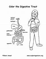 Digestive System Coloring Younger Labeled Human sketch template