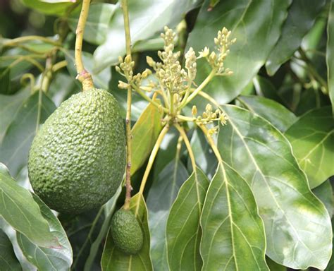Hybrid Avocado Dismantle The Beam Project