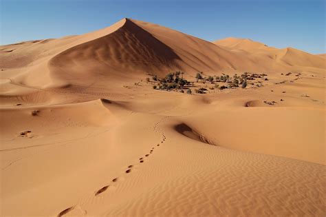 sahara desert  grown  percent   yale