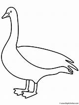 Goose Coloring Geese Pages Birds Color Kids Activity Bigactivities Trending Days Last Print Popular sketch template
