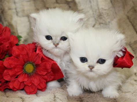 teacup persian kittens  sale  catscreation