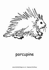 Porcupine Colouring Coloring Pages African Animal Designlooter Explore Drawings Pdf Animals 660px 47kb Village Activity sketch template