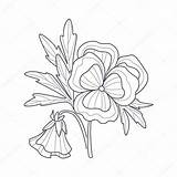 Pansy Flower Coloring Monochrome Drawing Book Simple Illustration Vector Hand Preview sketch template