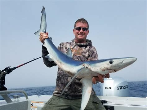 pacific blue shark  great jerky recreation theworldlinkcom