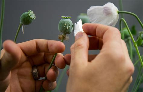 Researchers Find Enzymes Are Multitasking In Opium Poppy
