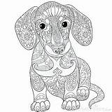 Coloring Dog Pages Weenie Getcolorings Dachshund sketch template