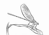 Coloring Dragonfly Realistic Dragonflies Library Clipart sketch template