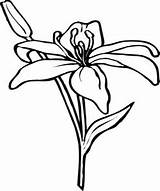 Flower Amaryllis Coloring Pages Drawing Stems Color Flowers Simple Drawings Colouring Clipart Beautiful Clipartbest Print Printables Nature Floral Choose Board sketch template