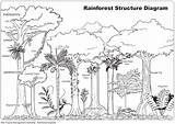 Coloring Drawing Forest Rainforest Ecosystem Tropical Pages Trees Rain Amazon Color Labels Animals Drawings Rainforests School Jungle Kids Clipart Print sketch template