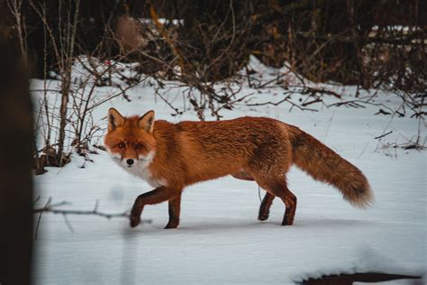 baby foxes   awesome time playing   snow  funny  site