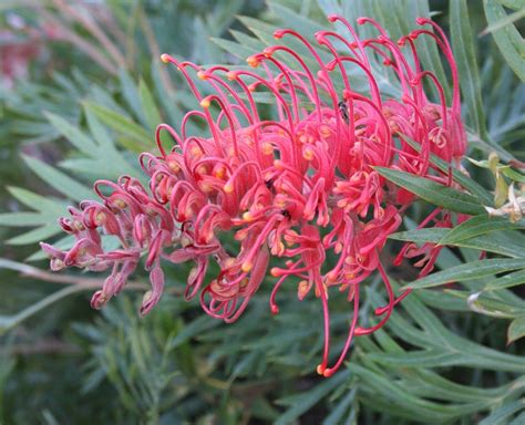 flora  fauna australia