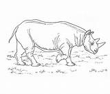 Coloring Rhinoceros Pages sketch template