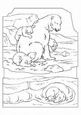 Polar Urs Polare Oso Orso Colorare Pages Disegno Colorat Ijsbeer Planse Desene Maurice Sendak Sheets Edupics Schoolplaten Afbeelding Educima Mandala sketch template