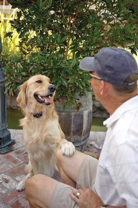 dog  owner dog fence dog training tools dogs
