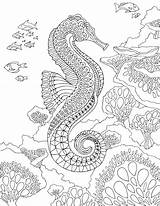 Seahorse Zentangle Sea Mandalas Marins Coloringbay Dessins Adulte sketch template