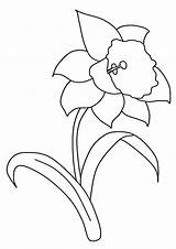 Daffodil Narzisse Ausmalbild Daffodils Getcolorings Malvorlagen sketch template