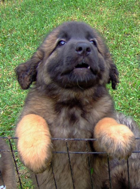 bc leonberger puppies   photo  flickriver
