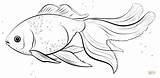 Goldfish Coloring Oranda Drawing Template Fish Pages Guppy Poisson Rouge Printable Sketch Draw Coloriage Imprimer Supercoloring Kids Drawings Step Tropical sketch template