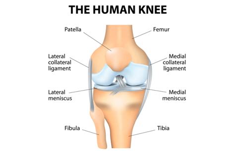 Knee Replacement Surgery What You Need To Know Medical