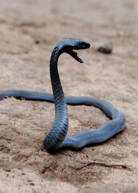 mamba images  pinterest snakes reptiles  amphibians