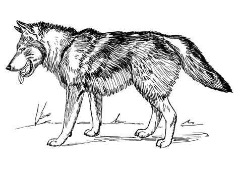 big bad wolf coloring pages coloring  adults pinterest big bad