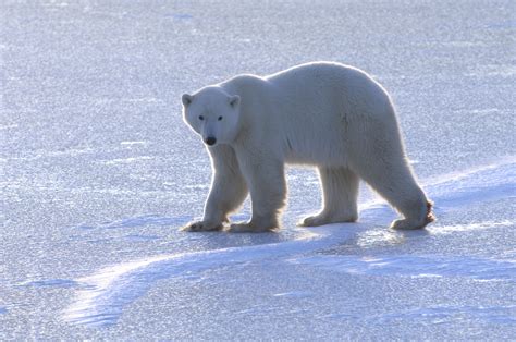 polar bears survive disappearance  sea ice  moving  land