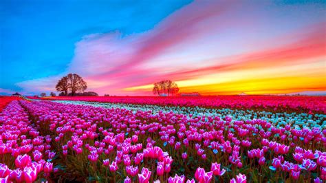 pink flowers  sunset hd pink wallpapers hd wallpapers id