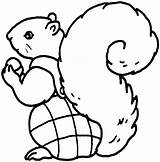 Squirrel Coloring Outline Pages Para Colorear Flying Ardilla Cartoon Cliparts Clipart Clip Animals Library sketch template