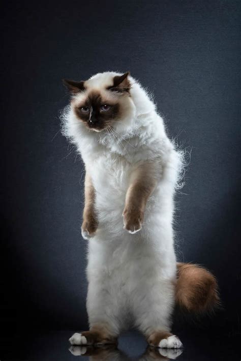 swiss photographer alexis reynaud hilariously captured  cats