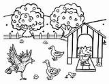 Farm Coloring Chicken Hen Animal sketch template