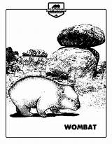 Wombat Crittersquad Mammal sketch template