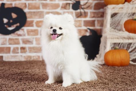 white dog breeds  famous  popular dogs