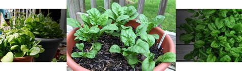 grow spinach  pots fast growing plants growing spinach