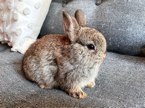 netherland dwarf breadbox farm