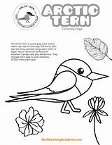 Tern Birdwatchingacademy sketch template