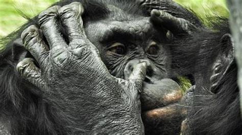 bonobos prefer bullies over nice guys