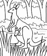 Kangaroo Coloring Kids Pages Getcolorings Children sketch template