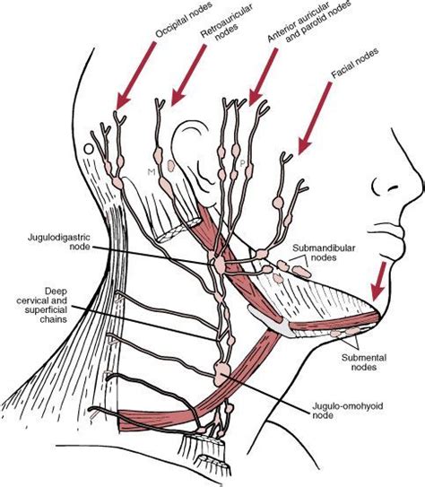 Lymphatic Drainage Of The Neck Lymph Massage Lymphatic