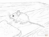 Mouse Maus Frederick Designlooter sketch template