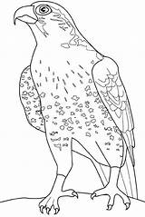 Faucon Falcon Coloriage Falcons Falco Colorat Pasari P34 Uccelli Aquila Planse Imprimer Aquile Halcones Colorier Hawk Crecerelle Lombardi Primiiani Halcón sketch template