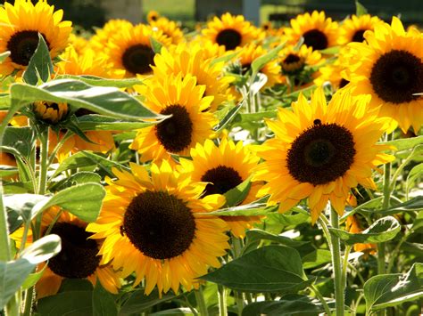 sonnenblumen sunflowers outdoorpictures
