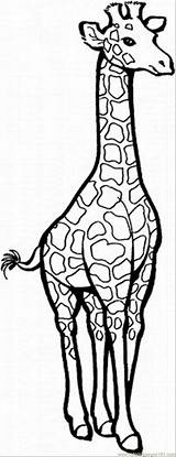 Coloring Pages Giraffe Animal Baby Cute Animals sketch template