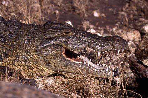 Crocodiles Of Chobe Botswana Chobe Wildlife Guide