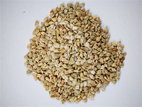 Senna Seeds Botanical Seed मेडिसनल सीड औषधीय बीज In Post Delwada