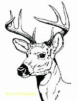 Deer Coloring Pages Hunting Buck Male Bucks Print Drawing Antler Color Printable Drawings Sharp Hartshorn Sun Clipartbest Getcolorings Clipart Colorin sketch template