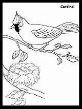 Cardinal Coloring Pages Printable Cardinals Bird Carolina Clipart State Color Gif North Kids Nest Book Popular Library Bytes Coloringhome sketch template